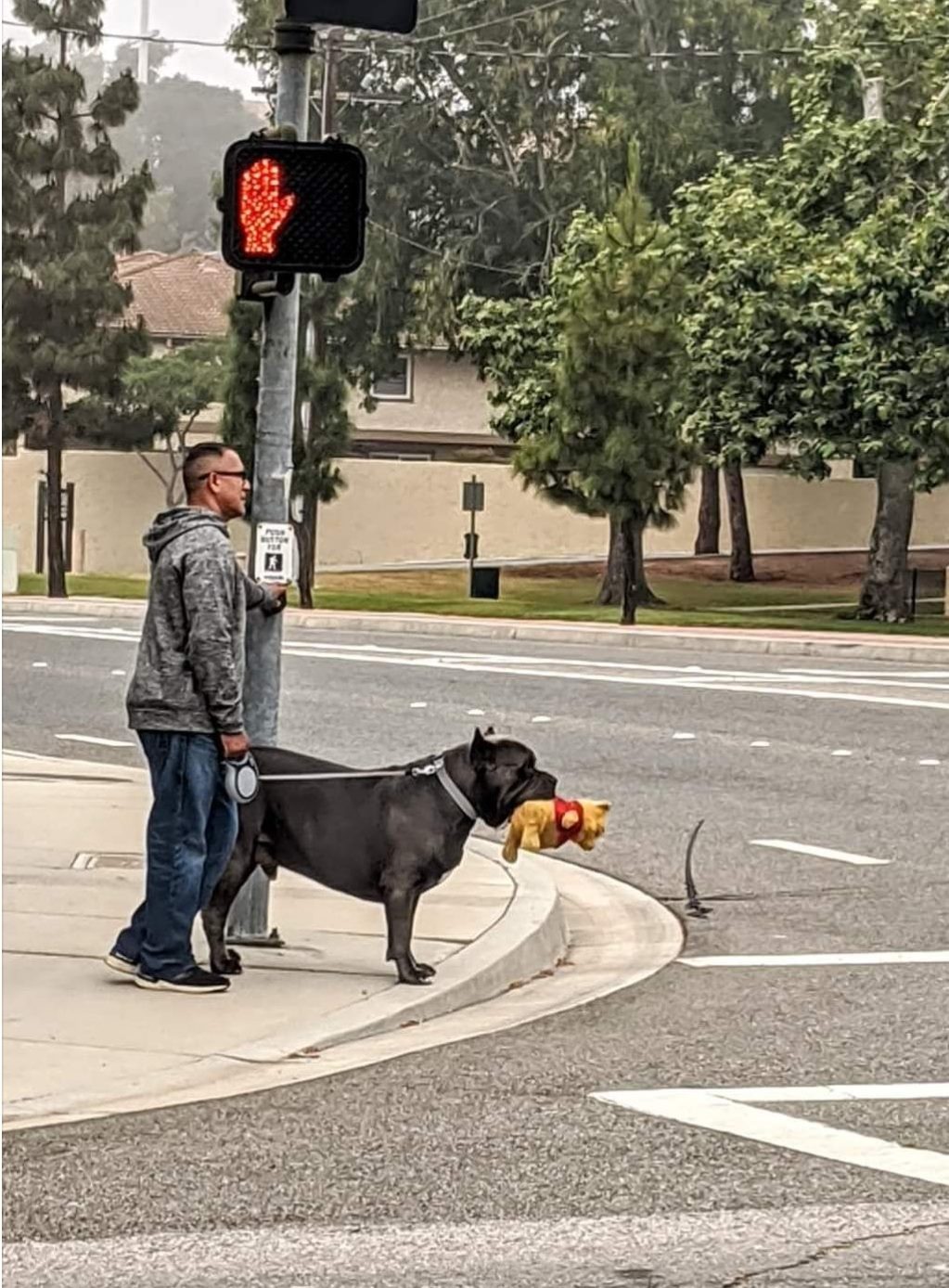 The meme is a photo of a man standing at a crosswalk, waiting for the traffic light to change. He's holding a leash with a large dog, and the dog is wearing a backpack with a stuffed animal, a toy, and a few other items. The text in the image reads "When you're walking your dog but also your responsibilities".